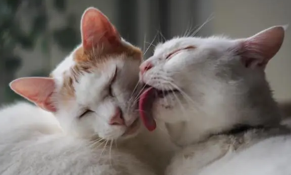 舔猫是啥意思 舔猫是啥意思