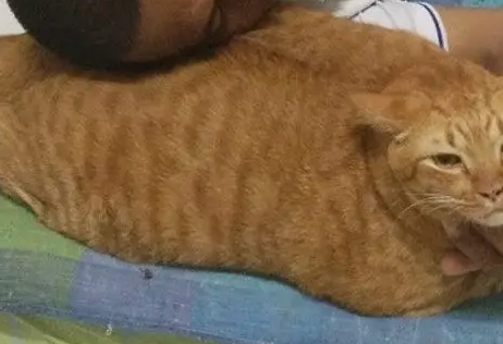 铲屎官发现猫咪的新用途,橘猫牌枕头,你值得拥有 铲屎官发现猫咪的新用途,橘猫牌枕头,你值得拥有