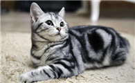 外来种短毛猫好养吗