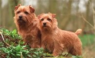 诺福克梗犬哪里有卖的