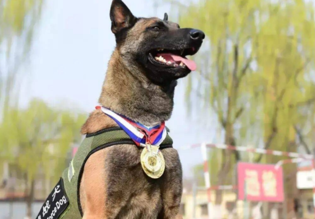 适合当警犬的狗20种