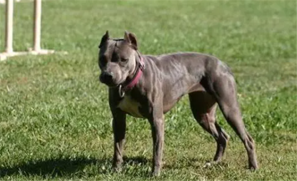 杜高和比特犬哪种厉害 杜高和比特犬哪种厉害