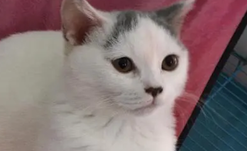 五个月的猫咪露小口红 五个月的猫咪露小口红