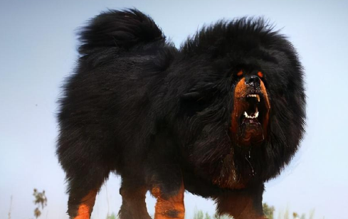 四大名狗的特点 名犬图片大全
