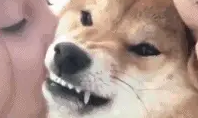 美女抱着柴犬狂亲，柴柴却有点生无可恋，人类太主动了