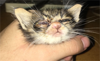 小猫眼屎多粘住眼睛睁不开