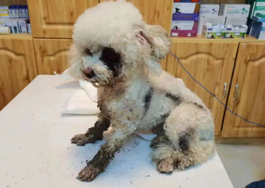 被打爆眼睛的小比熊，鲜血淋了一地，看到人后竟然如此乖巧！