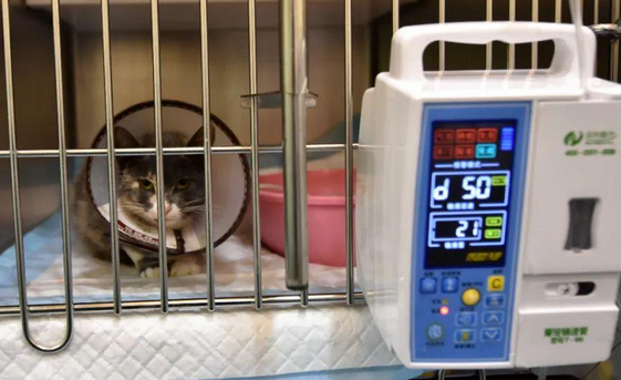 猫狗断腿掏上万,老鼠肺炎花三千:为什么宠物看病那么贵? 猫狗断腿掏上万,老鼠肺炎花三千:为什么宠物看病那么贵?