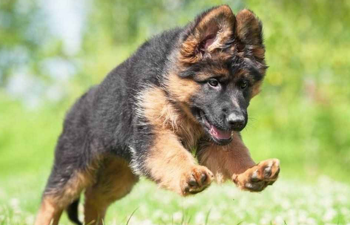德牧犬和黑背一样吗 德牧犬和黑背一样吗