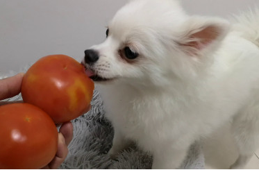 狗能吃番茄吗 狗能吃番茄吗