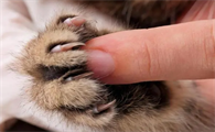 猫爪子上有狂犬病毒么