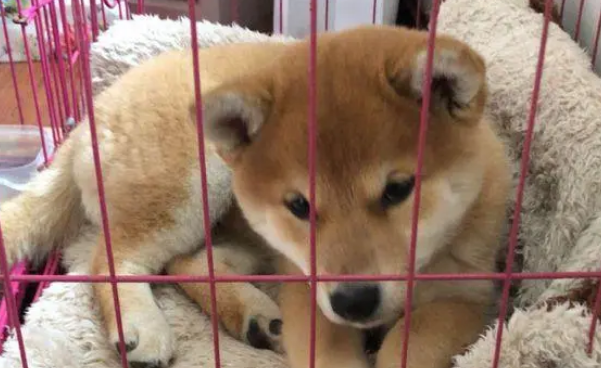 柴犬的笼子里还分了客厅和卧室,柴犬:卧室太小了! 柴犬的笼子里还分了客厅和卧室,柴犬:卧室太小了!