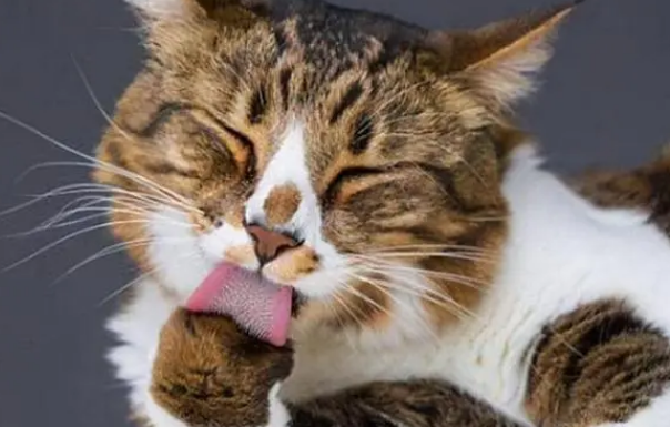 猫一直舔被子都是口水怎么办 猫一直舔被子都是口水怎么办