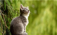 男人想当我的猫什么意思