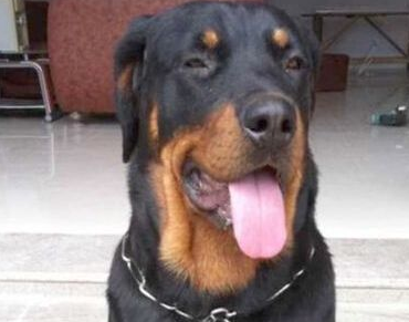 1.5万元罗威纳犬被偷走,小偷买猪肉喂它 1.5万元罗威纳犬被偷走,小偷买猪肉喂它