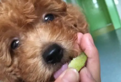 狗能吃李子么