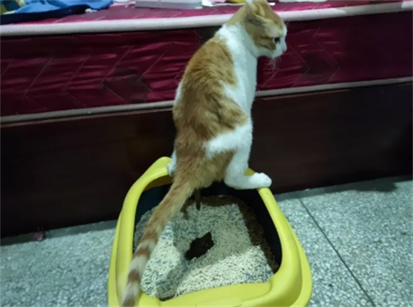 猫在家门口拉屎代表什么 猫在家门口拉屎代表什么