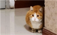 怕猫的女生是怎样的人