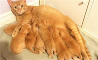 母猫一年生几次小猫