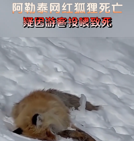 网红狐狸死在雪地里 知情人士:可能是游客随意投喂导致 网红狐狸死在雪地里 知情人士:可能是游客随意投喂导致
