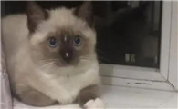 小红书卖猫的全是骗子