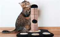 猫抓柱多高合适