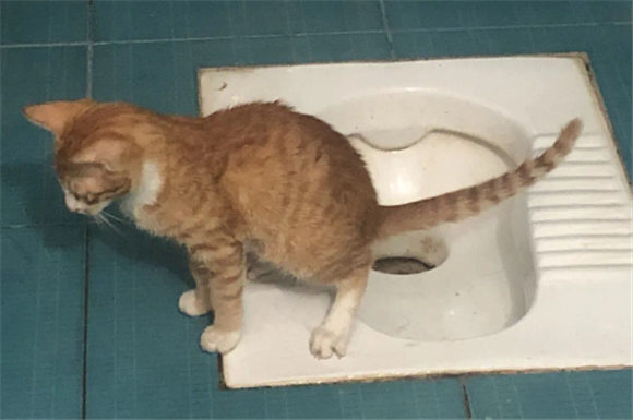 小猫不拉粑粑怎么办 小猫不拉粑粑怎么办
