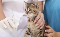 什么样的人对猫过敏