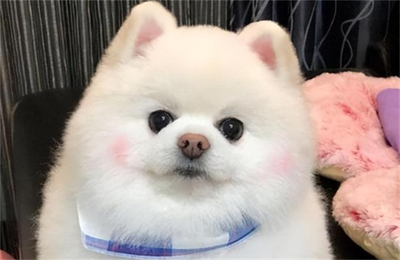 圆脸博美是什么品种 圆脸博美是什么品种