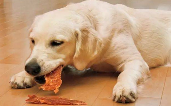 狗为什么不能吃羊肉 狗为什么不能吃羊肉