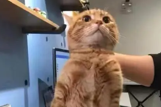 提猫的后颈的正确姿势 提猫的后颈的正确姿势