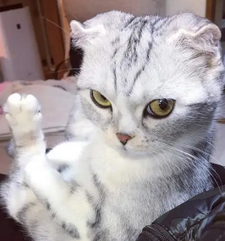 用圆滚滚的大眼睛征服你，网络人气猫咪HANA，猫界颜值担当 