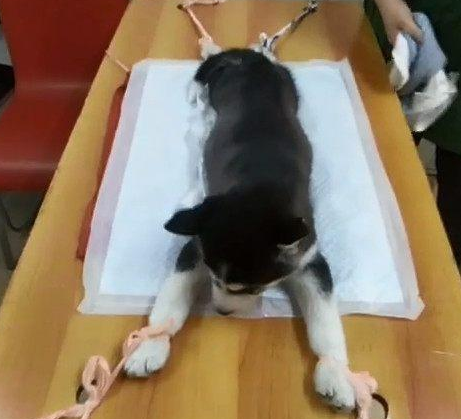 哈士奇拆家惹恼主人,主人将其捆绑在桌子上,网友:今晚吃狗 哈士奇拆家惹恼主人,主人将其捆绑在桌子上,网友:今晚吃狗
