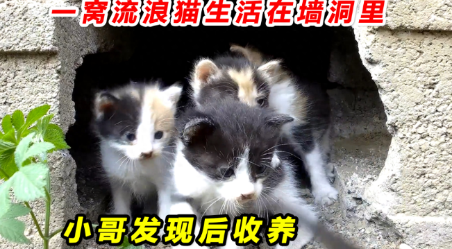 一窝5只小猫,刚出生不久就成了流浪猫,小哥闻讯赶来救助 一窝5只小猫,刚出生不久就成了流浪猫,小哥闻讯赶来救助