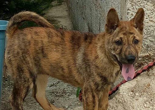 虎斑犬的图片大全