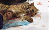 什么药片让猫安乐死