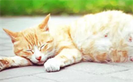 母猫肚子鼓鼓的硬硬的是怀孕了吗