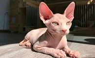 外星人一样的猫叫啥