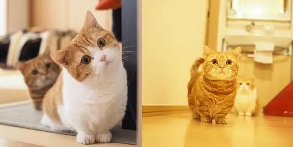 短腿猫有哪些品种