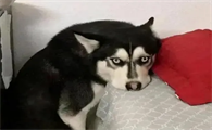 狗怕什么东西就会躲得远远的