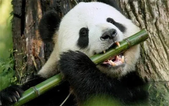 保护大熊猫，做好这些事至关重要！