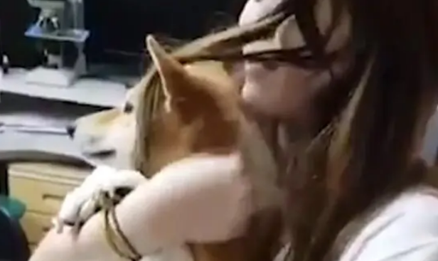 柴犬被带去打针竟不哭,3秒后才崩溃惨叫!是戏精还是反应慢? 柴犬被带去打针竟不哭,3秒后才崩溃惨叫!是戏精还是反应慢?