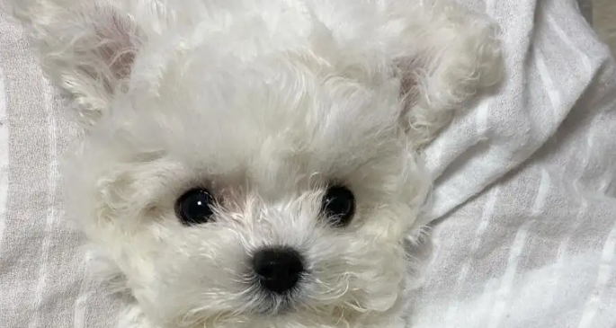 卷毛的狗都有什么品种