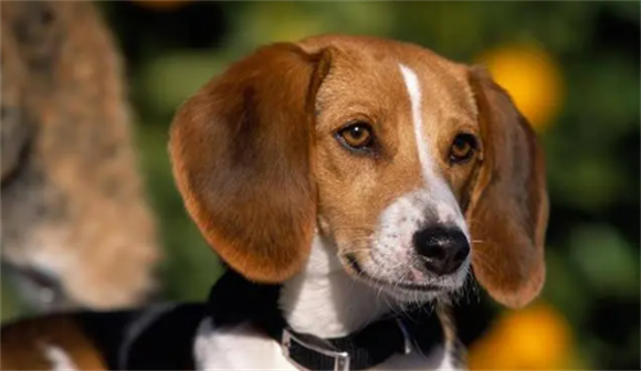 美国猎狐犬和比格犬的区别 美国猎狐犬和比格犬的区别