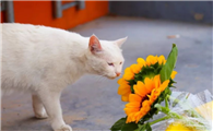 向日葵对猫有毒吗