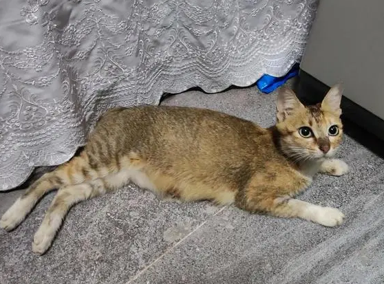 中华雀猫和狸花猫的区别