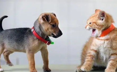 为什么狗认主人猫却不会