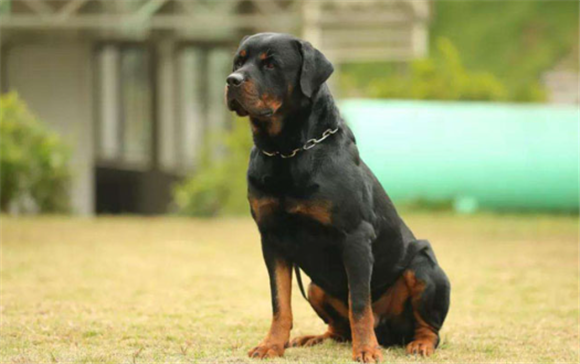 名犬排行前十名