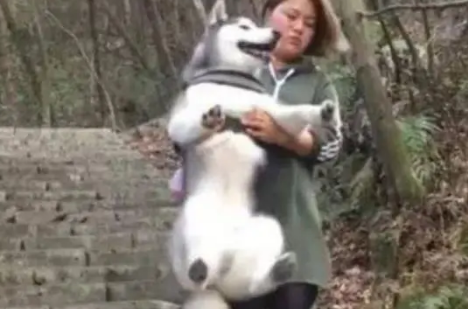 女主带哈士奇去爬山,结果二哈上山容易下山难,最后心疼女主 女主带哈士奇去爬山,结果二哈上山容易下山难,最后心疼女主