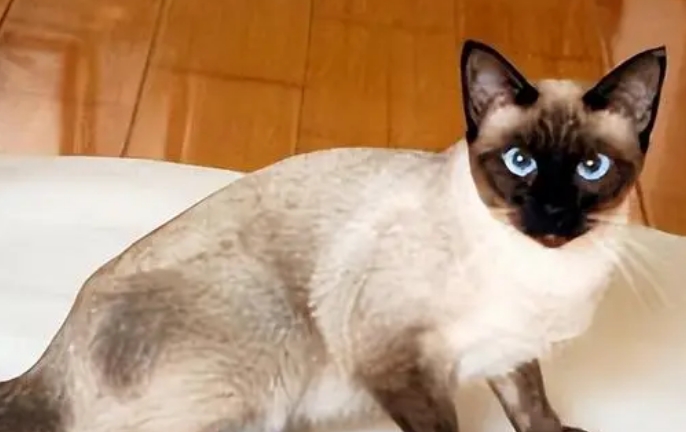 仙萝猫多少钱一只